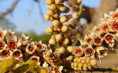 Itis for Inflammation — Boswellia Serrata