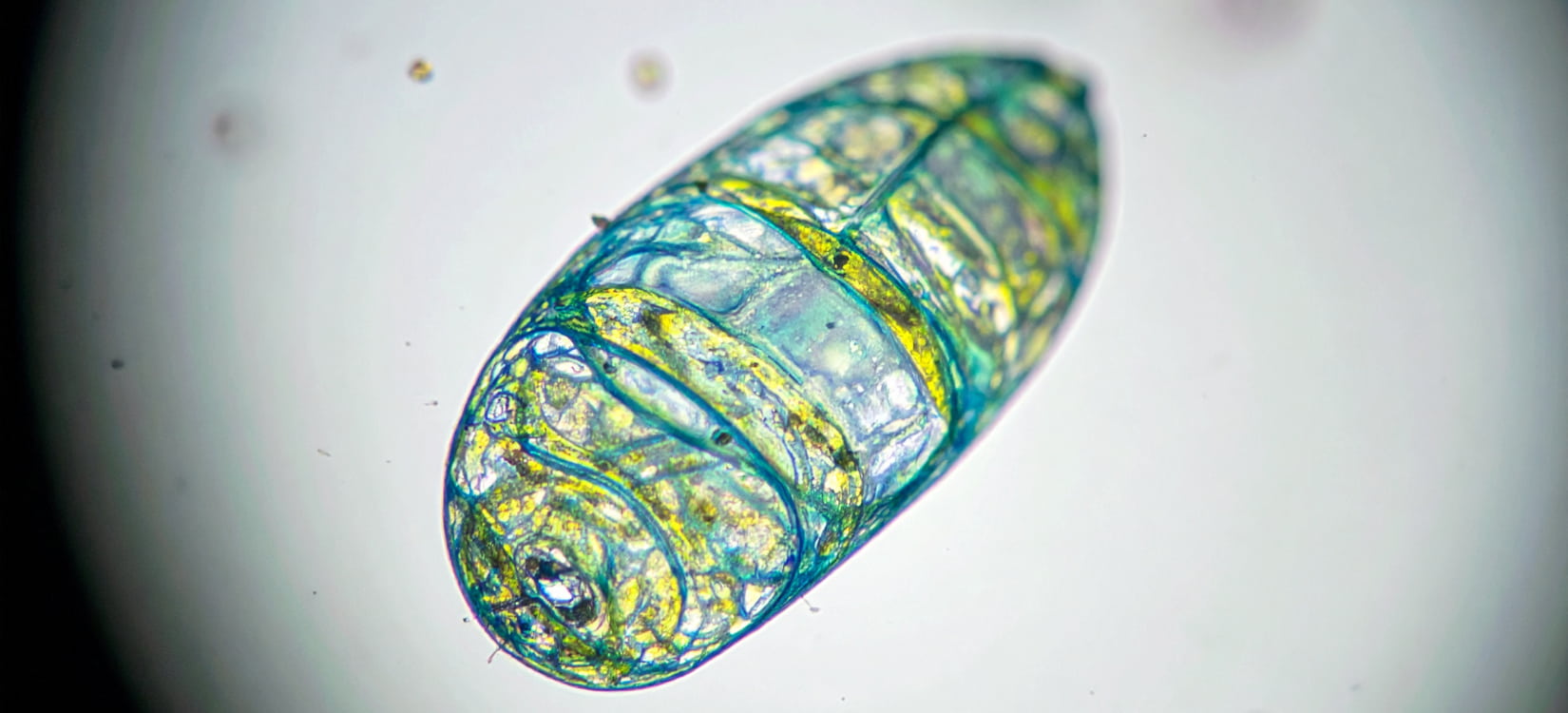 healthy mitochondria in cell