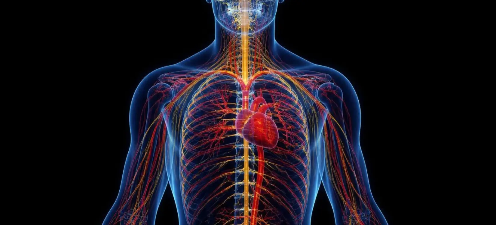 autonomic nervous system heart blood vessel pots and dysautonomia